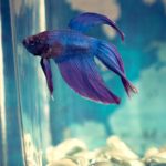 A blue beta fish swims in a fish tank